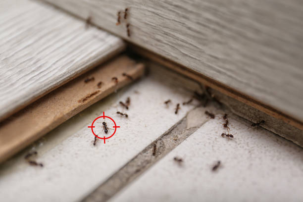 Best Cockroach Control Services  in Columbia Heights, MN