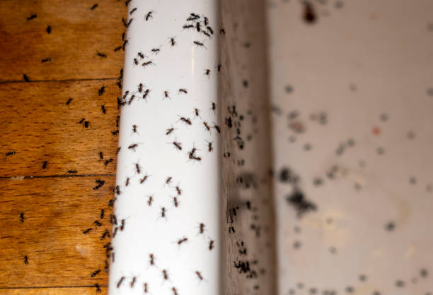 Best Emergency Pest Control  in Columbia Heights, MN