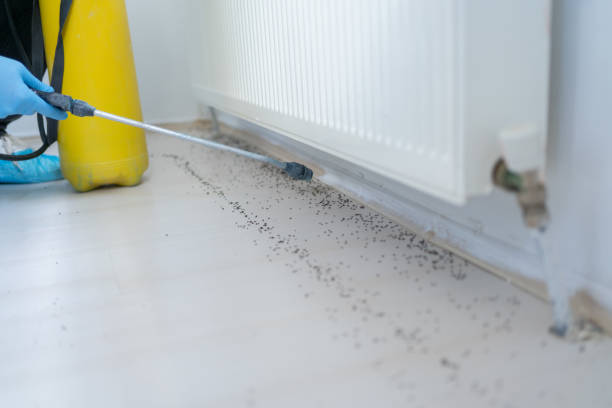 Best Rat Extermination Near Me  in Columbia Heights, MN